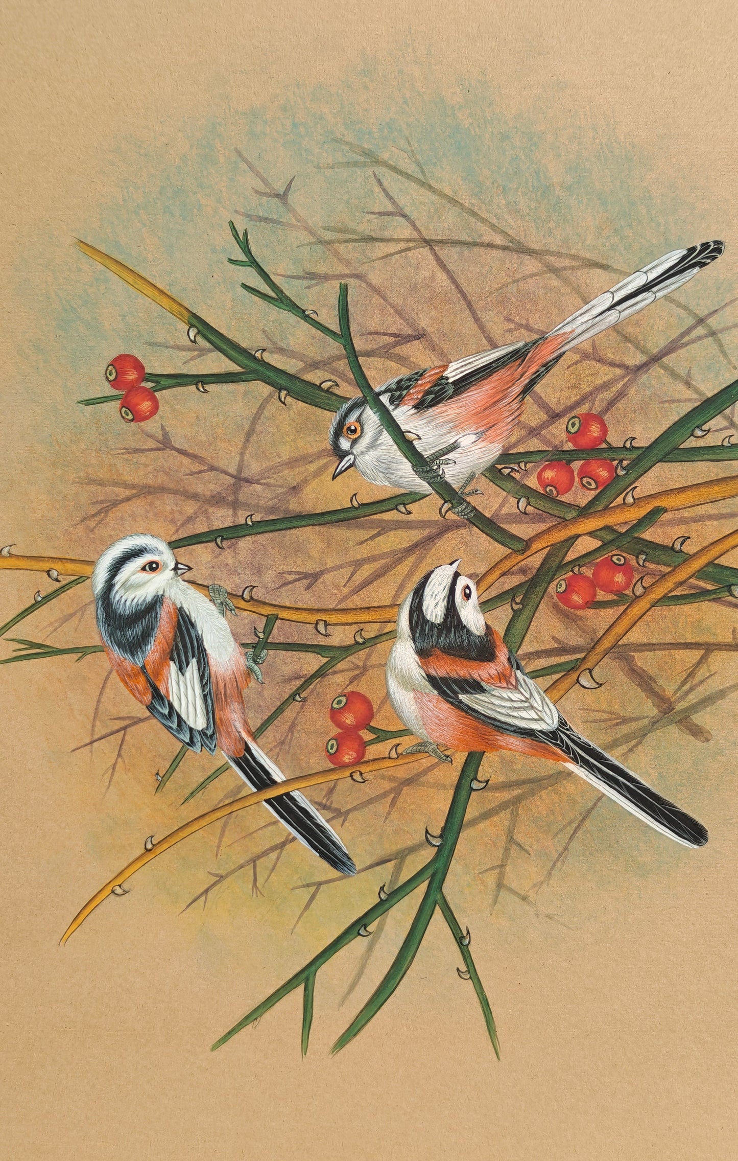 Mughal Miniature Bird Painting | Trio of Birds with Red Berries | Hand-Painted | 11x14 inch