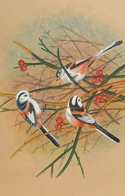 Mughal Miniature Bird Painting | Trio of Birds with Red Berries | Hand-Painted | 11x14 inch